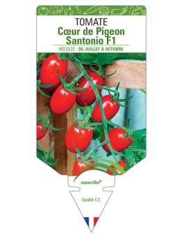 TOMATE COEUR DE PIGEON SANTONIO F1