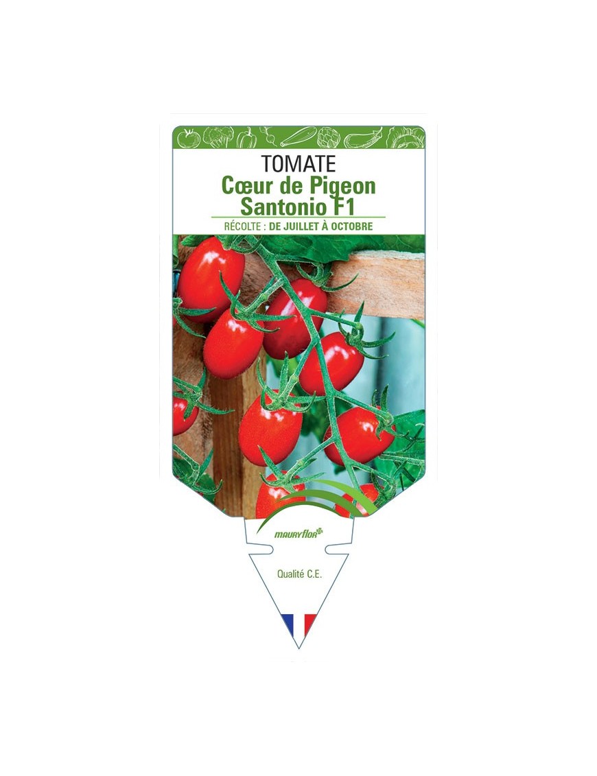 TOMATE COEUR DE PIGEON SANTONIO F1