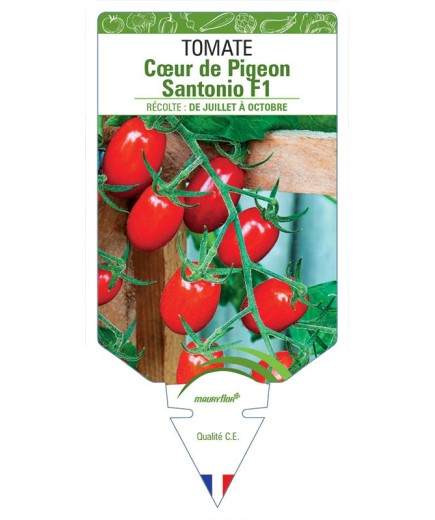 TOMATE COEUR DE PIGEON SANTONIO F1