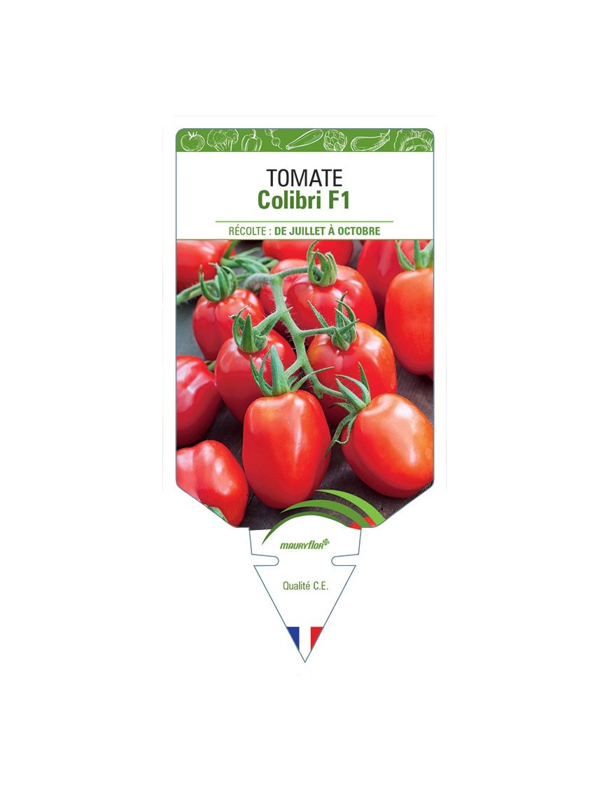 TOMATE COLIBRI F1