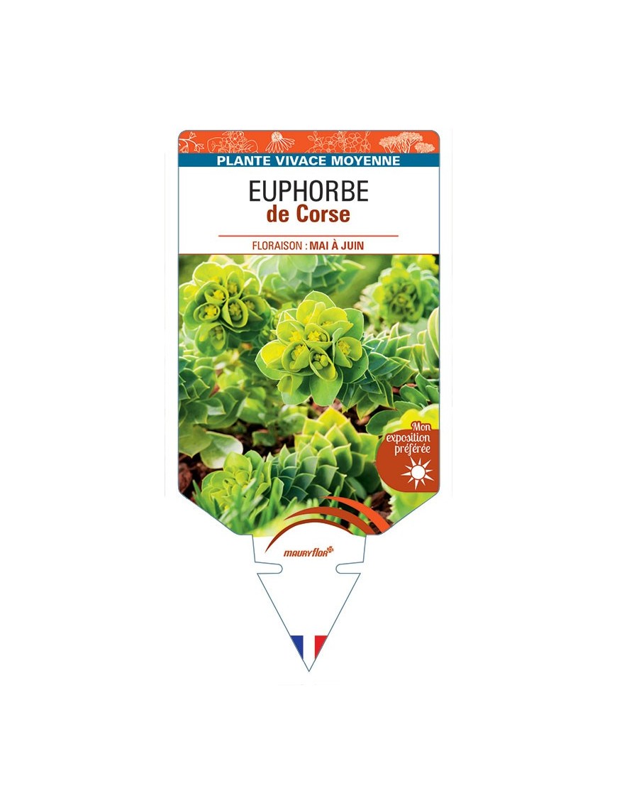 EUPHORBE MYRSINITES (jaune) voir EUPHORBE de Corse *