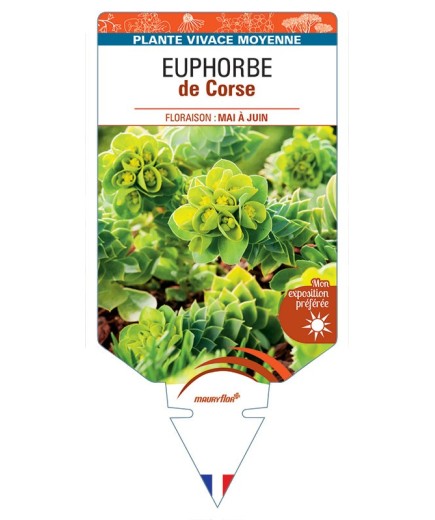 EUPHORBE MYRSINITES (jaune) voir EUPHORBE de Corse *