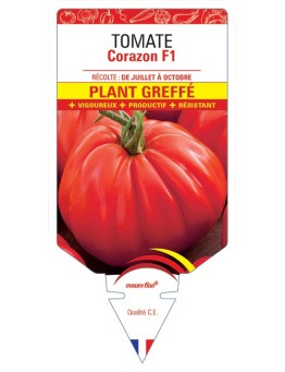 TOMATE CORAZON F1 PLANT GREFFÉ