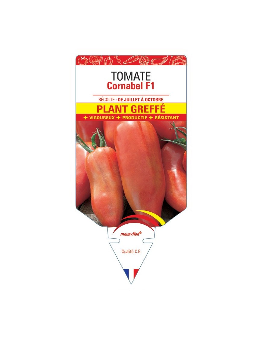 TOMATE CORNABEL F1 PLANT GREFFÉ