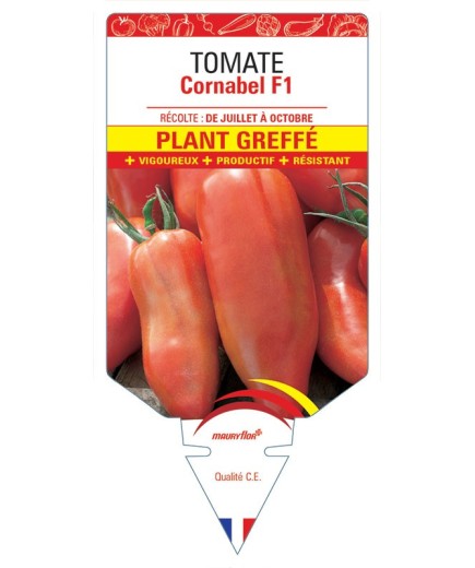TOMATE CORNABEL F1 PLANT GREFFÉ