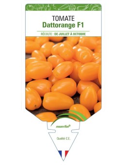 TOMATE DATTORANGE F1