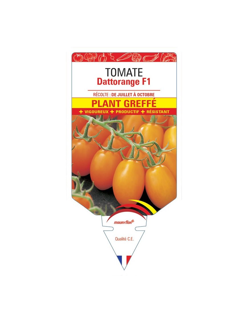 TOMATE DATTORANGE F1 PLANT GREFFÉ