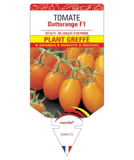 TOMATE DATTORANGE F1 PLANT GREFFÉ