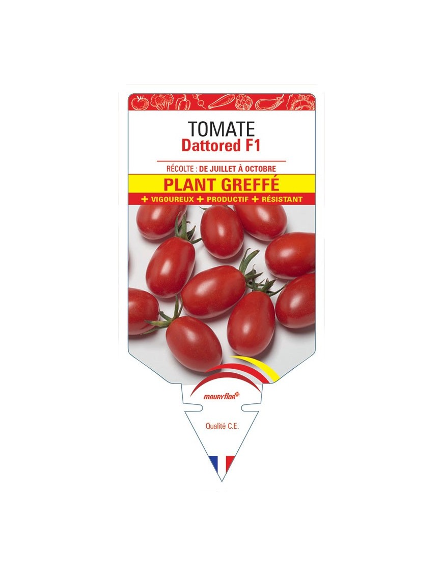 TOMATE DATTORED F1 PLANT GREFFÉ
