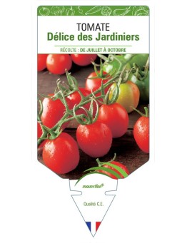 TOMATE DÉLICE DES JARDINIERS