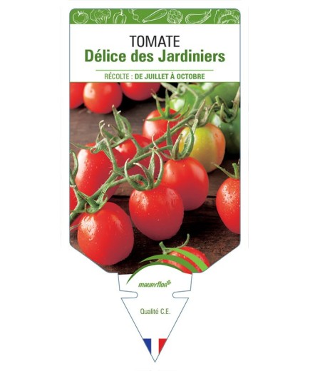 TOMATE DÉLICE DES JARDINIERS