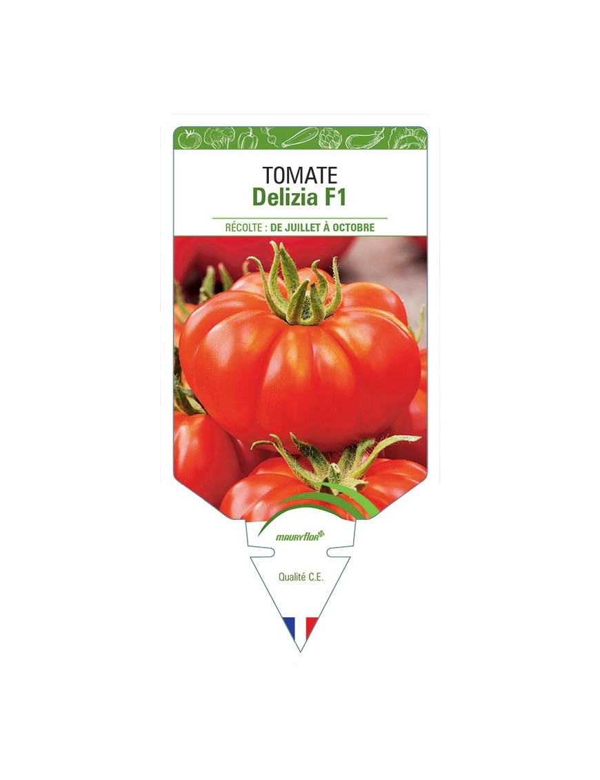 TOMATE DELIZIA F1