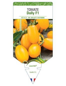 TOMATE DOLLY F1