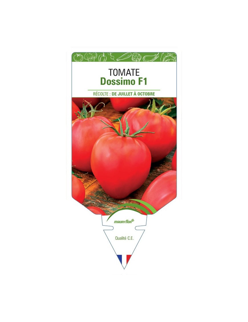 TOMATE DOSSIMO F1