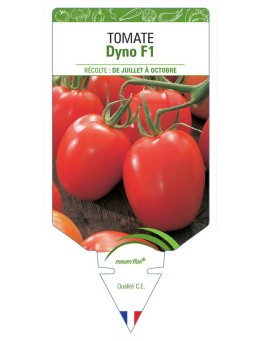 TOMATE DYNO F1