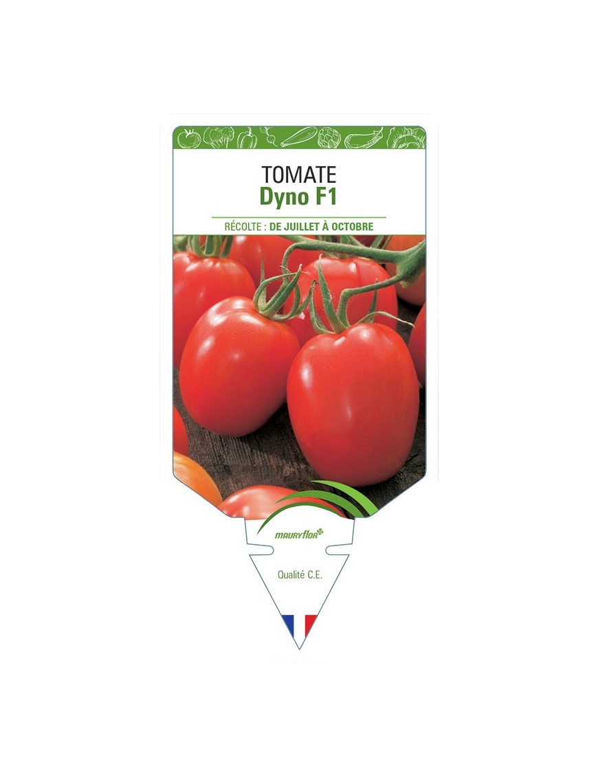 TOMATE DYNO F1