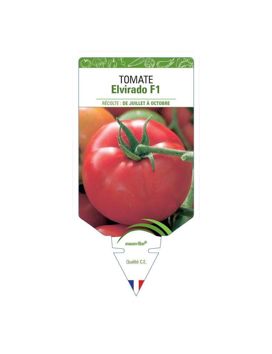 TOMATE ELVIRADO F1
