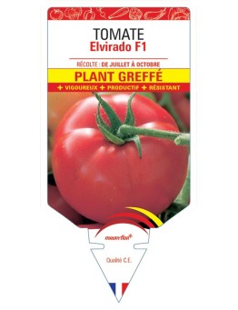 TOMATE ELVIRADO F1 PLANT GREFFÉ