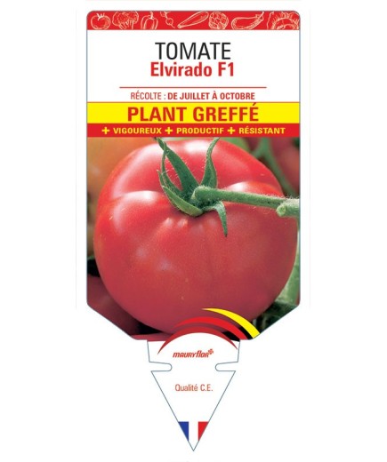 TOMATE ELVIRADO F1 PLANT GREFFÉ
