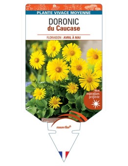 DORONICUM du Caucase (jaune)