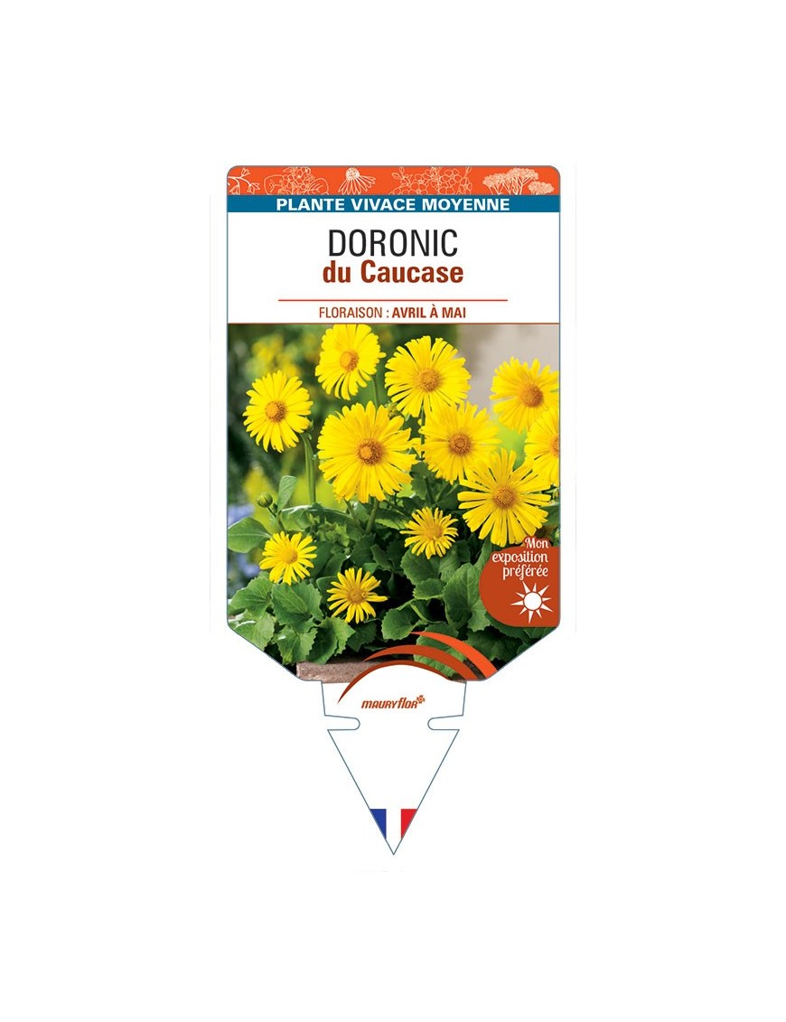 DORONICUM du Caucase (jaune)