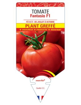TOMATE FANTASIO F1 PLANT GREFFÉ