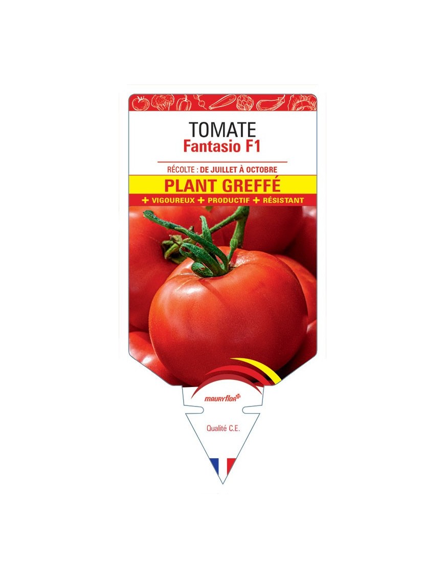 TOMATE FANTASIO F1 PLANT GREFFÉ