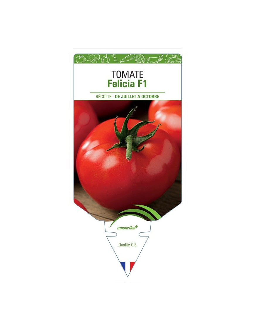 TOMATE FELICIA F1