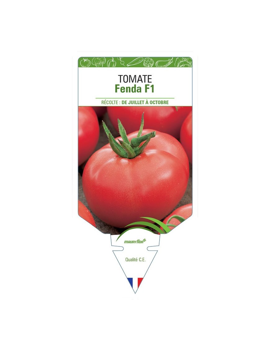 TOMATE FENDA F1