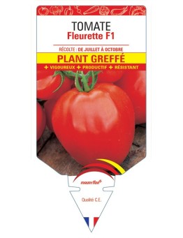 TOMATE FLEURETTE F1 PLANT GREFFÉ