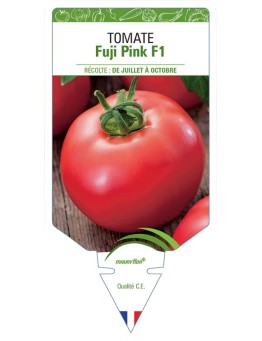 TOMATE FUJI PINK F1