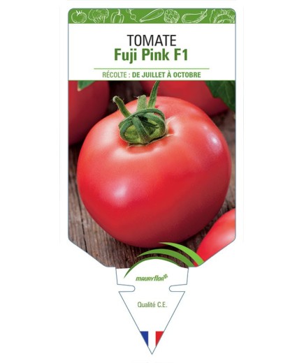 TOMATE FUJI PINK F1