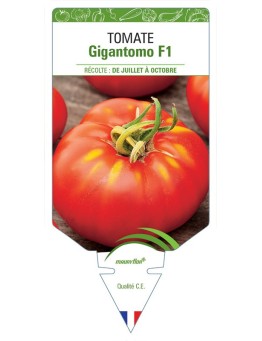 TOMATE GIGANTOMO F1