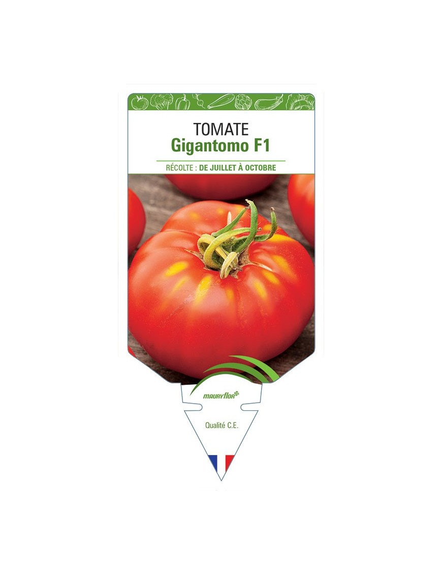 TOMATE GIGANTOMO F1
