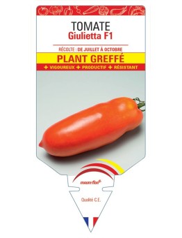 TOMATE GIULIETTA F1 PLANT GREFFÉ