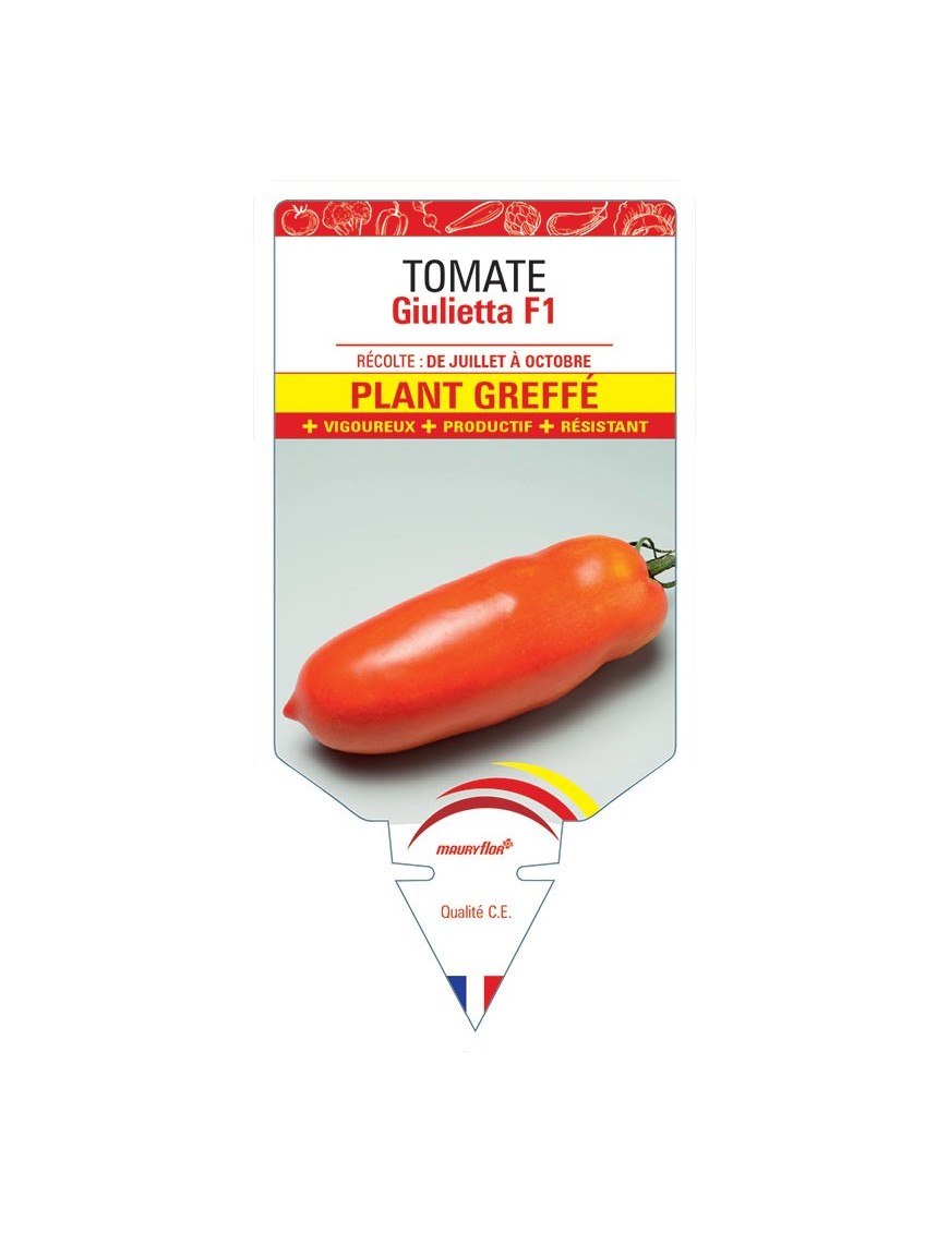 TOMATE GIULIETTA F1 PLANT GREFFÉ