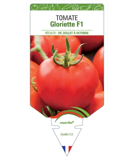 TOMATE GLORIETTE F1
