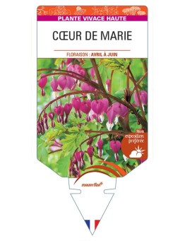 DICENTRA (spectabilis rose)  voir CŒUR DE MARIE *