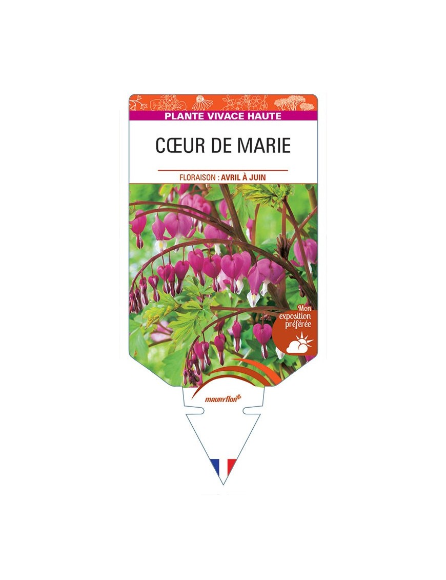 DICENTRA (spectabilis rose)  voir CŒUR DE MARIE *