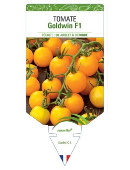 TOMATE GOLDWIN F1