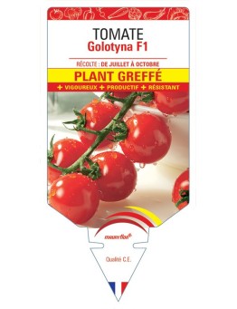 TOMATE GOLOTYNA F1 PLANT GREFFÉ