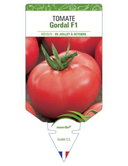 TOMATE GORDAL F1