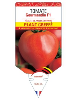 TOMATE GOURMANDIA F1 PLANT GREFFÉ
