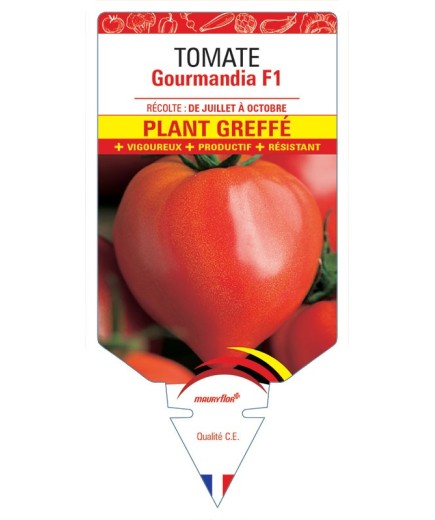 TOMATE GOURMANDIA F1 PLANT GREFFÉ