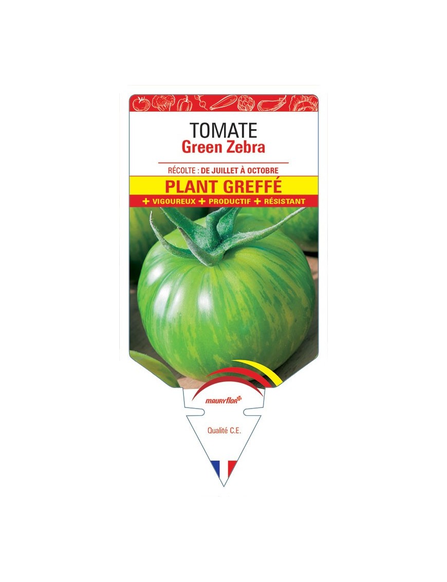 TOMATE GREEN ZEBRA F1 PLANT GREFFÉ
