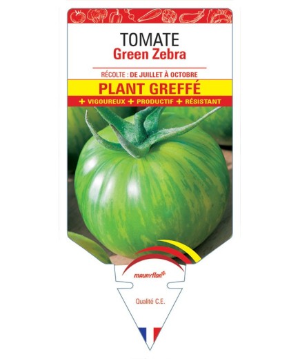 TOMATE GREEN ZEBRA F1 PLANT GREFFÉ
