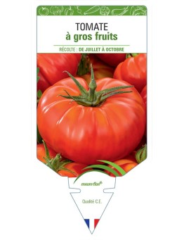 TOMATE À GROS FRUITS