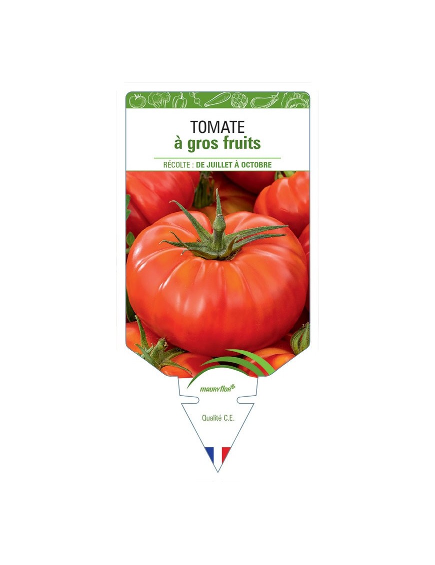 TOMATE À GROS FRUITS
