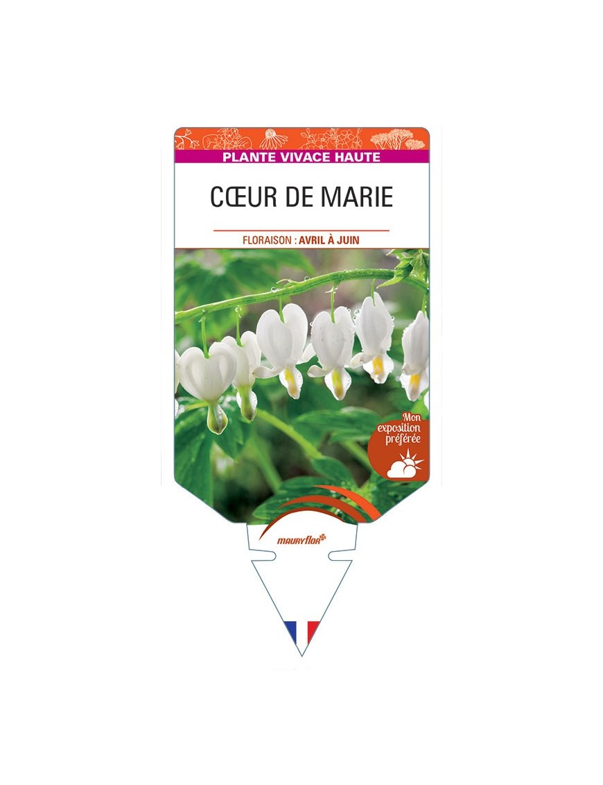 DICENTRA (spectabilis 'Alba') voir CŒUR DE MARIE *