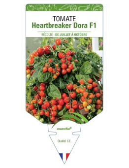 TOMATE HEARTBREAKER DORA F1